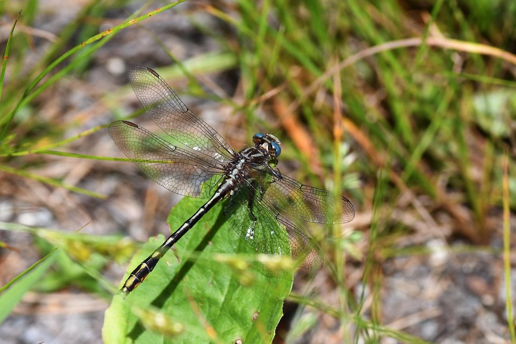 067 2017-06260937 Oxbow NWR, MA.JPG - Lancet Clubtail (Gomphus exilis). Oxbow National Wildlife Refuge, MA, 6-26-2017